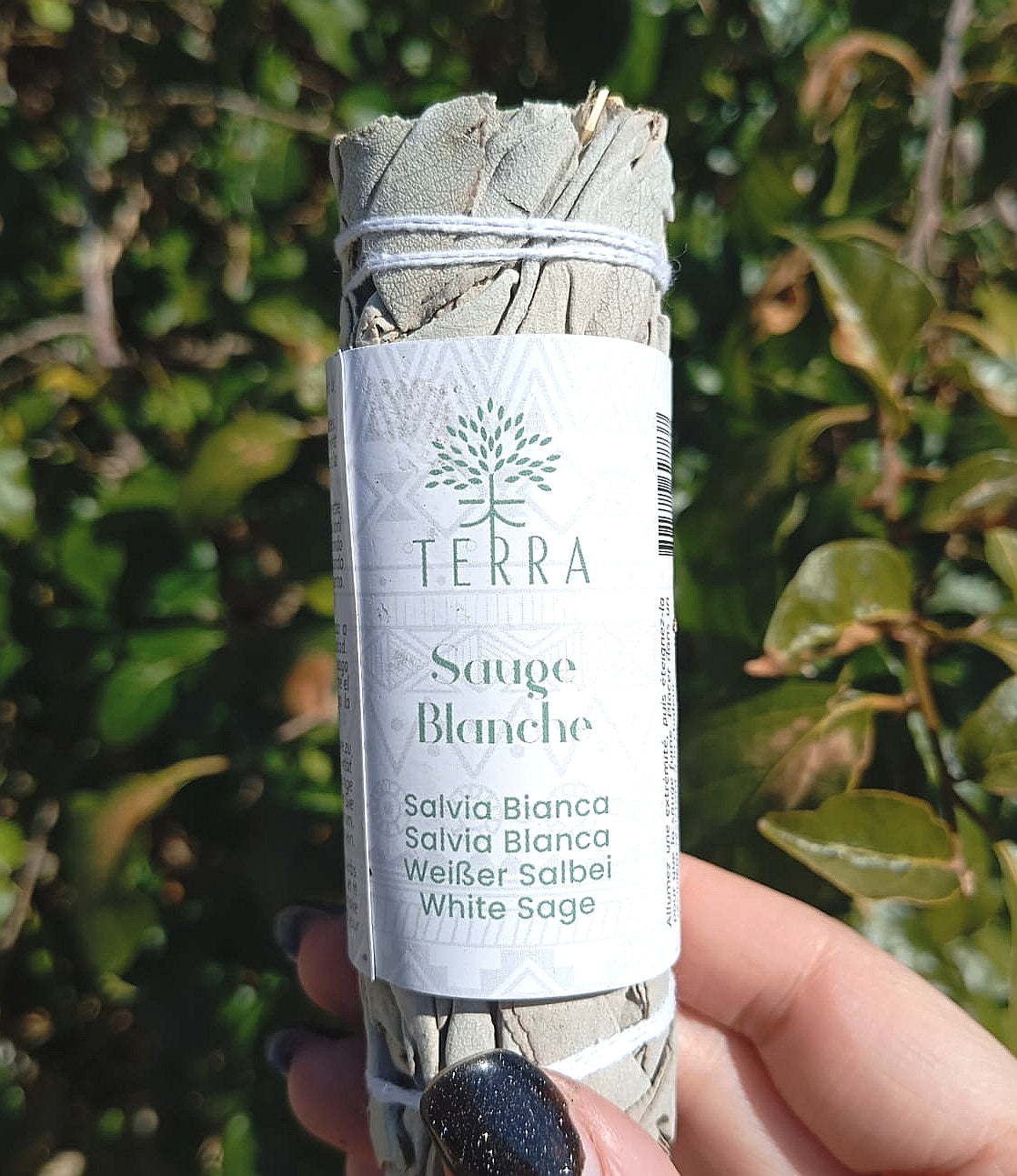 Salvia Bianca Terra
